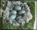 Image of Eider Nest and Five Eggs